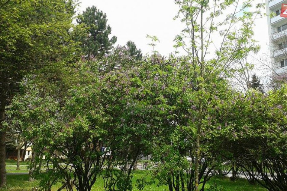 FOTO: Keď do Brezna zavíta jar