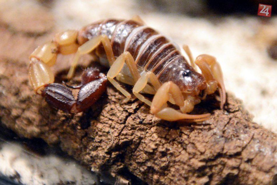 Pavúky a škorpióny