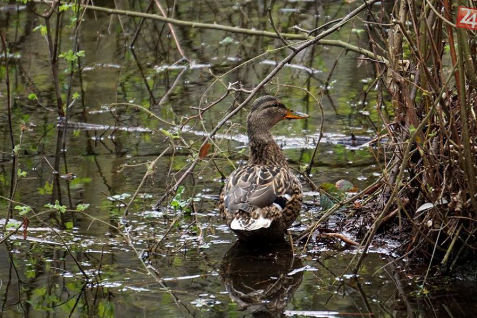 Bratislavský lesopark