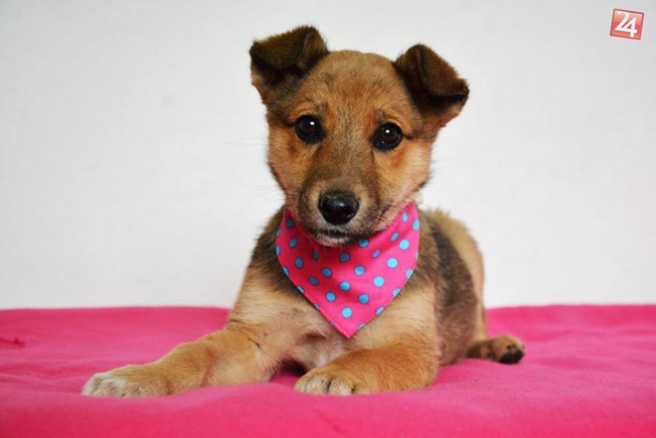 FOTO: Šteniatka z Tuláčika čakajú na vysnívaný domov