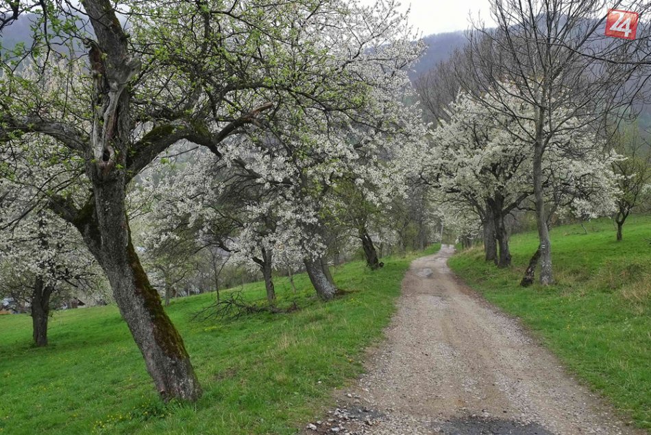Obrazom: Rozkvitnuté čerešne v Brdárke
