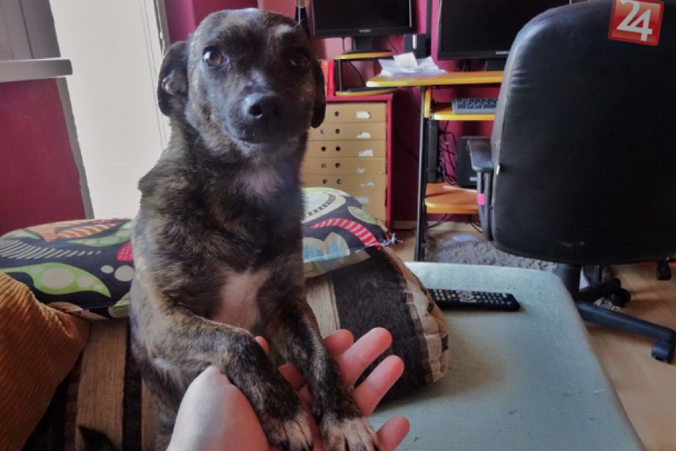 Psíky, ktoré mali jednoducho smolu: Títo žiarski útulkáči hľadajú domov