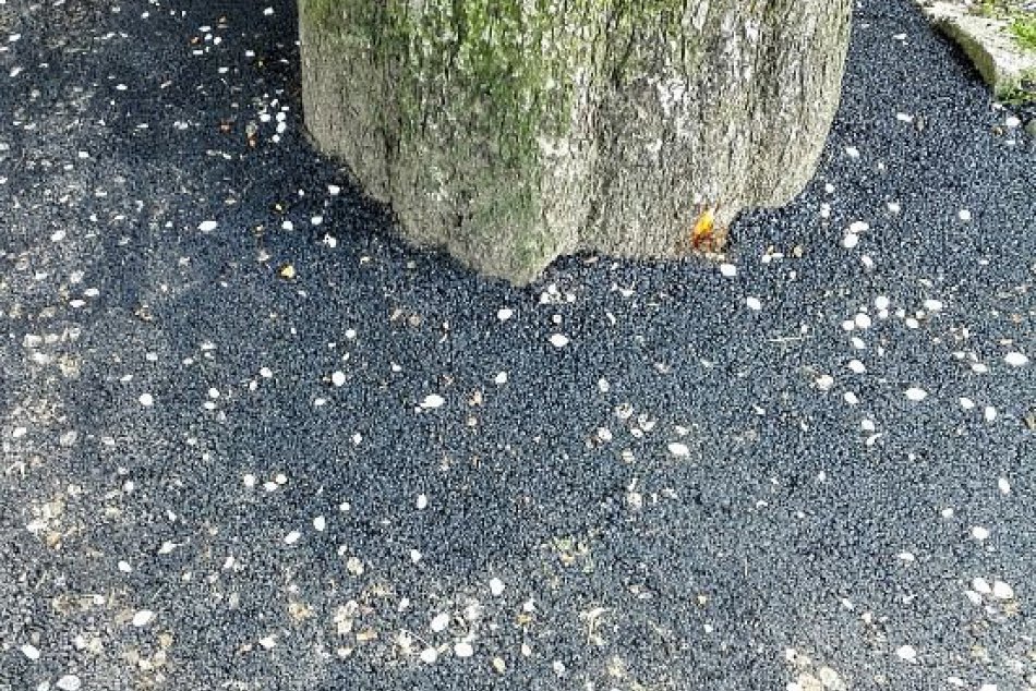 Okolie stromu v Prešove zaasfaltovali: Našťastie došlo aj k náprave