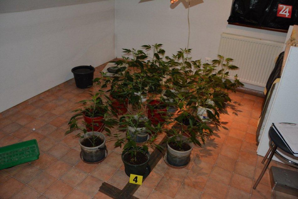 Polícia pri Brezne našla konope na stovky dávok