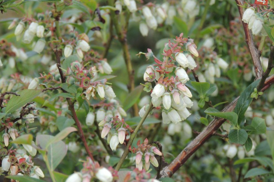 FOTO: Čučoriedkový sad na novobanských svahoch
