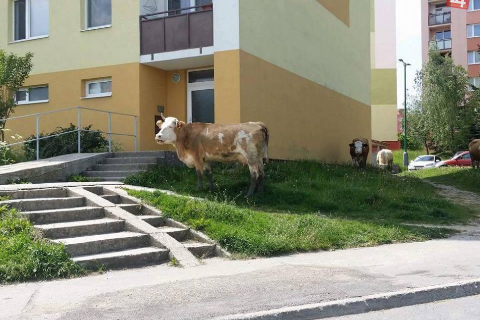 FOTO: Kravky si to strihli cez sídlisko ako keby nič :)