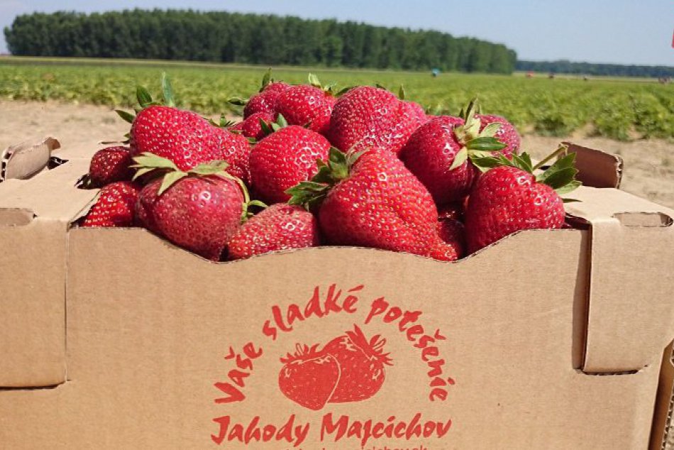 OBRAZOM: V okolí Trnavy odštartoval zber jahôd