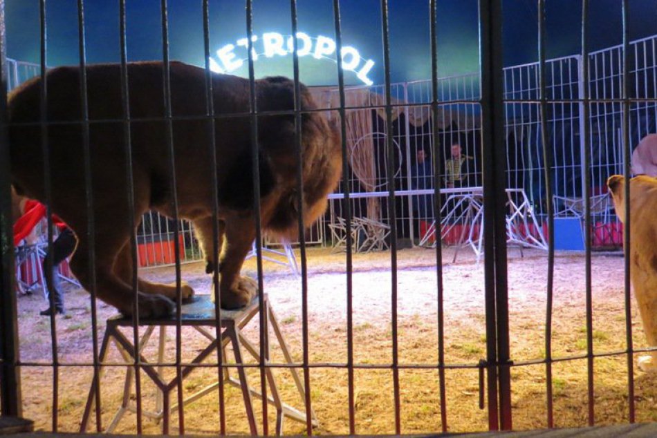 Stará cirkusantská škola v Humennom