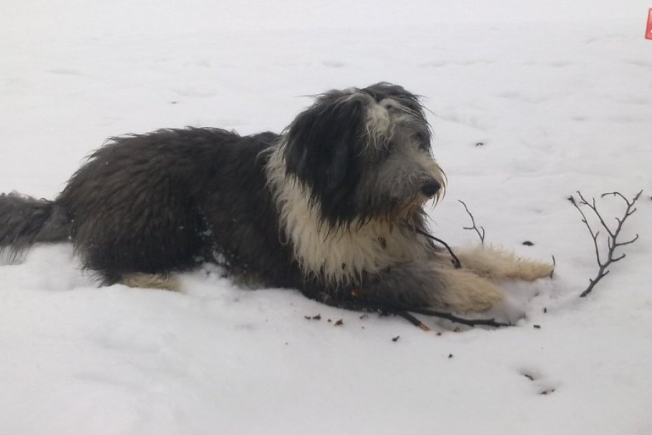 Stratený psík Beny: Videli ste niekde miláčika majiteľa zo Zvolena?