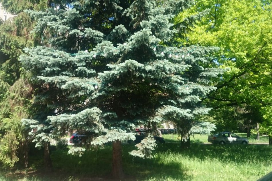 Nádych Vianoc OBRAZOM: Prešovčania chodia okolo ozdobeného stromu aj v júni