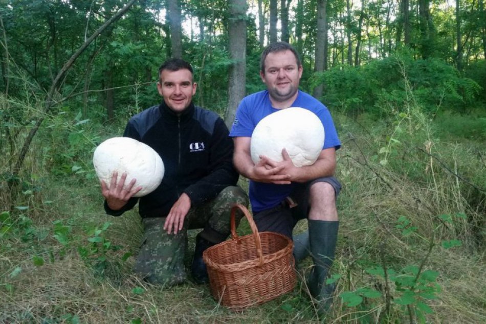Dvom hubárom príroda dopriala: Len kúsok od Nitry sa im podaril poriadny úlovok