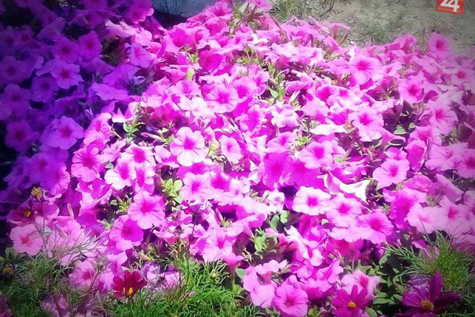 Košičania sa vybrali stráviť horúci deň na Hlavnú