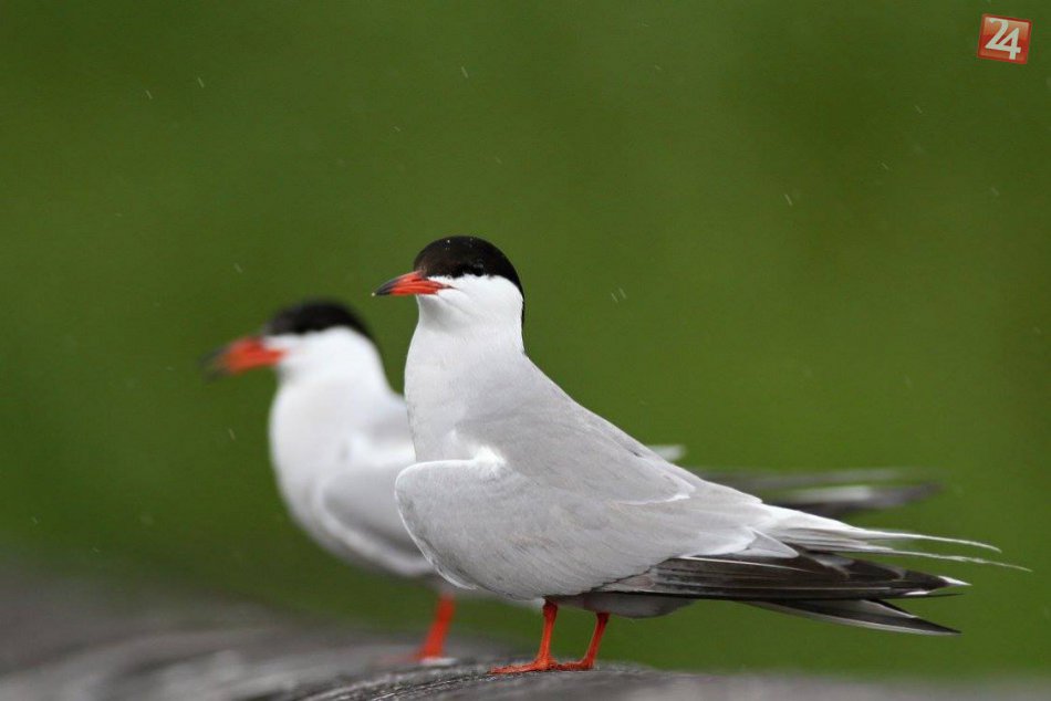 Dunajské luhy a vtáctvo
