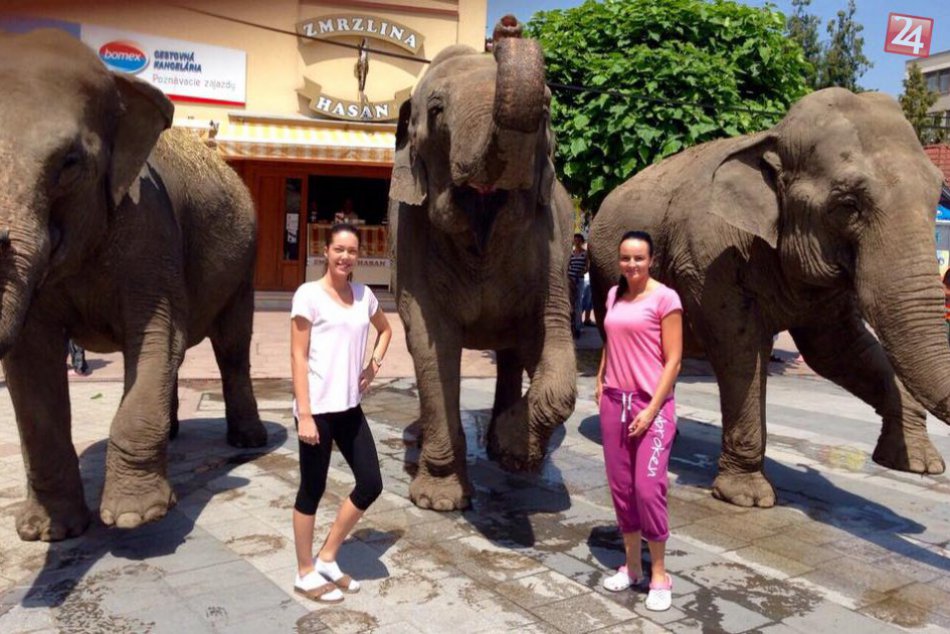 FOTO: Centrom Michaloviec sa prechádzali slony