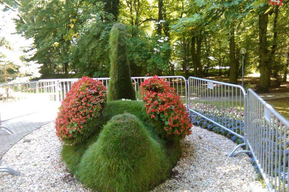 FOTO: Zelená labuť v Mestskom parku