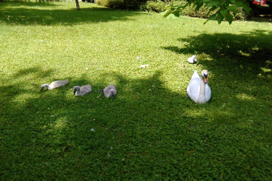 Malé labute rastú ako z vody