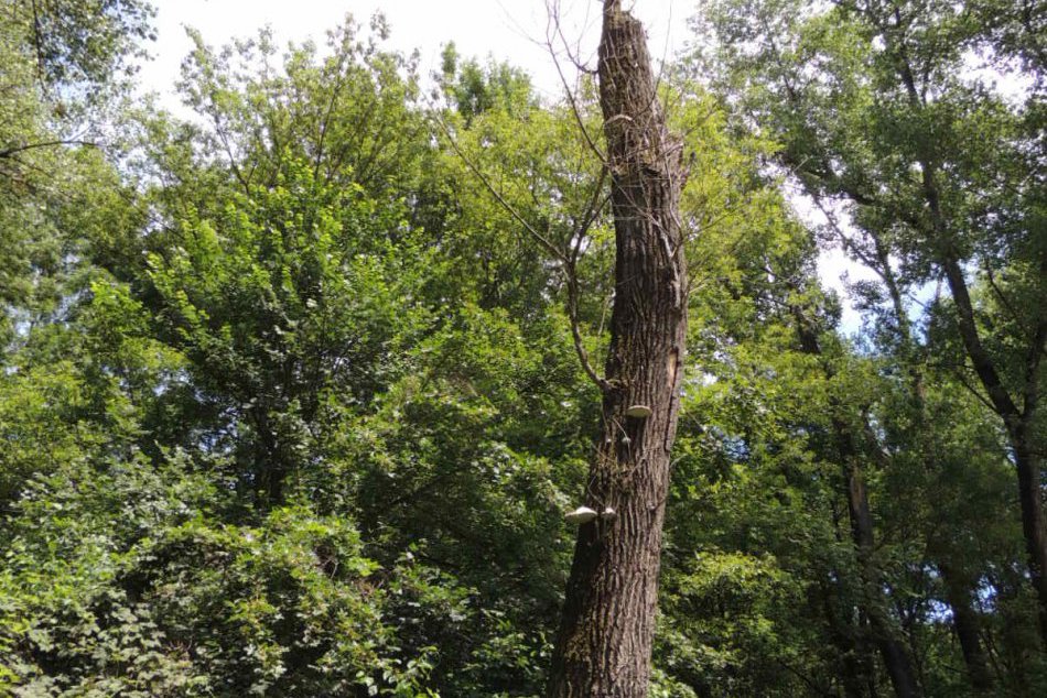 Zalesnenie na ostrove Sihoť