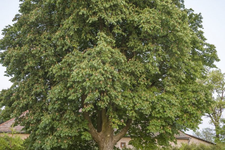 FOTO: Pod jeho korunou kvitli aj mnohé prvé lásky. Patrí k víťazom ankety Strom 
