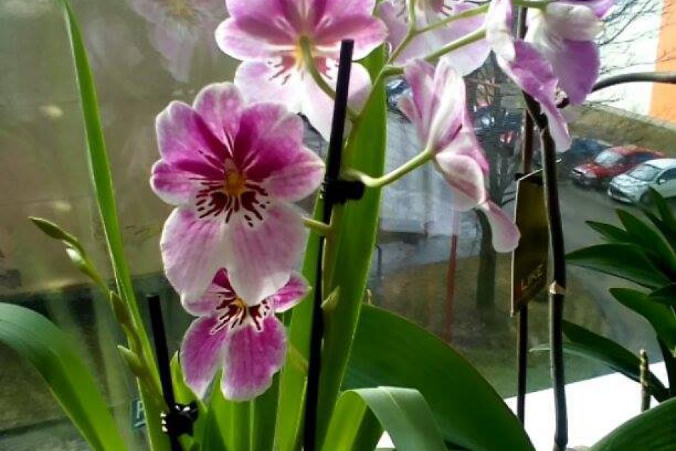 OBRAZOM: Mirka zo Spišskej má v byte kvetinovú krásu. Toto treba vidieť!