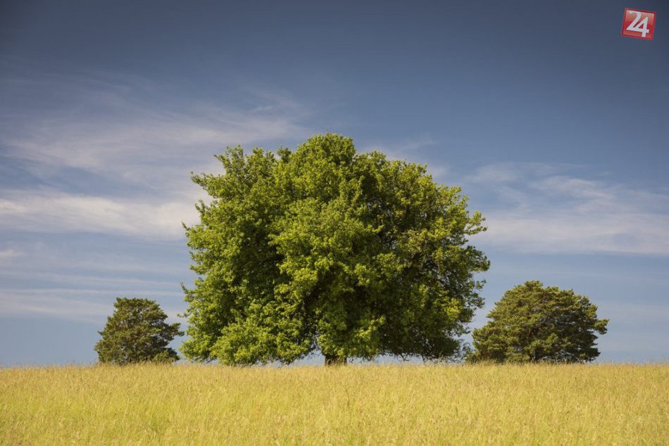 Košatá krásavica: Hruška pri Žiari nominovaná na Strom roka