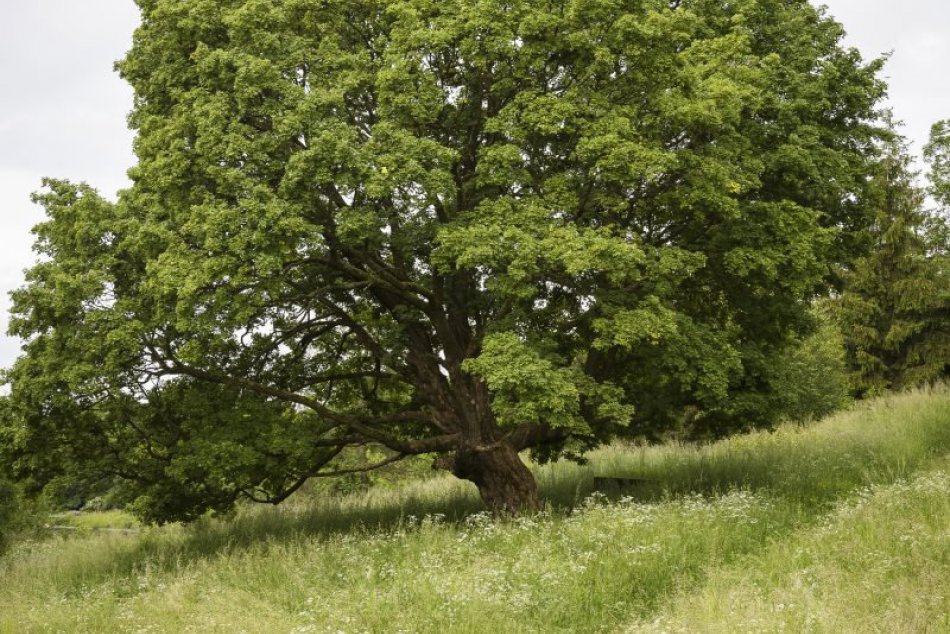 Strom roka 2016: O titul zabojujú aj krásavci z okresu Prešov