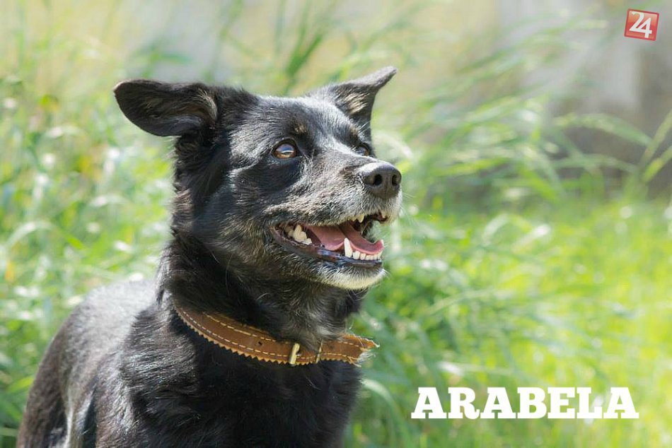 FOTO: Títo nádherní chlpáči hľadajú domov!