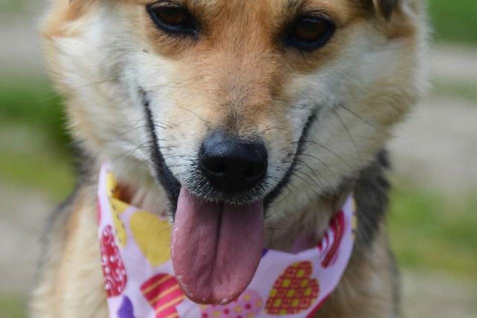 Psie slečny, ktoré čakajú na ten najlepší domov