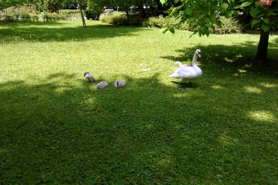 Je viacero dôvodov, prečo oddychovať v Mestskom parku.