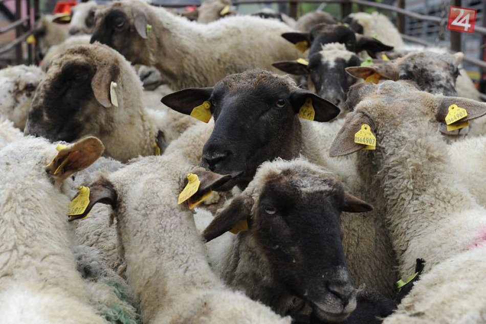 Potravinové nákazy