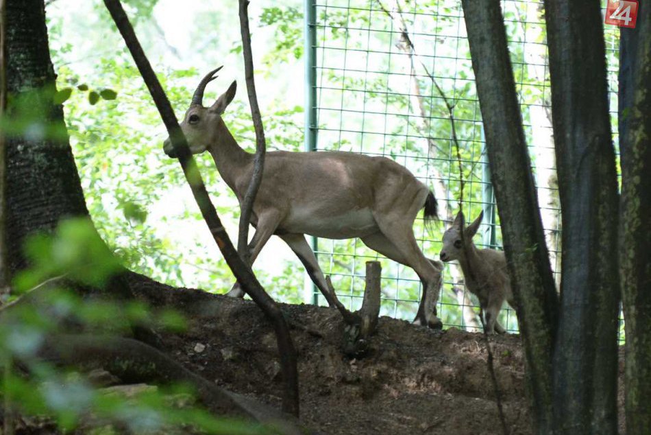 Zoo sa teší novým prírastkom