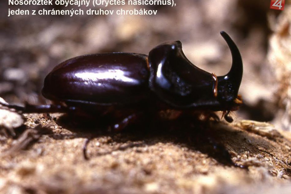 Devínska Kobyla - kvitnúca botanická záhrada