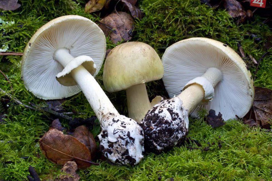 Otrava muchotrávkou zelenou