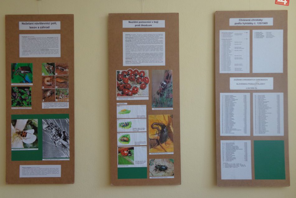 Výstava vo Svite: Nazrite do mikrosveta chrobákov