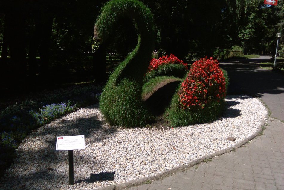 V OBRAZOCH: Živú sochu labute chráni novinka