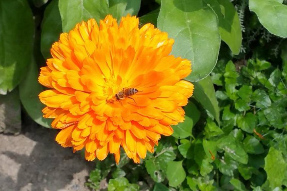 Projekt Mestské včely