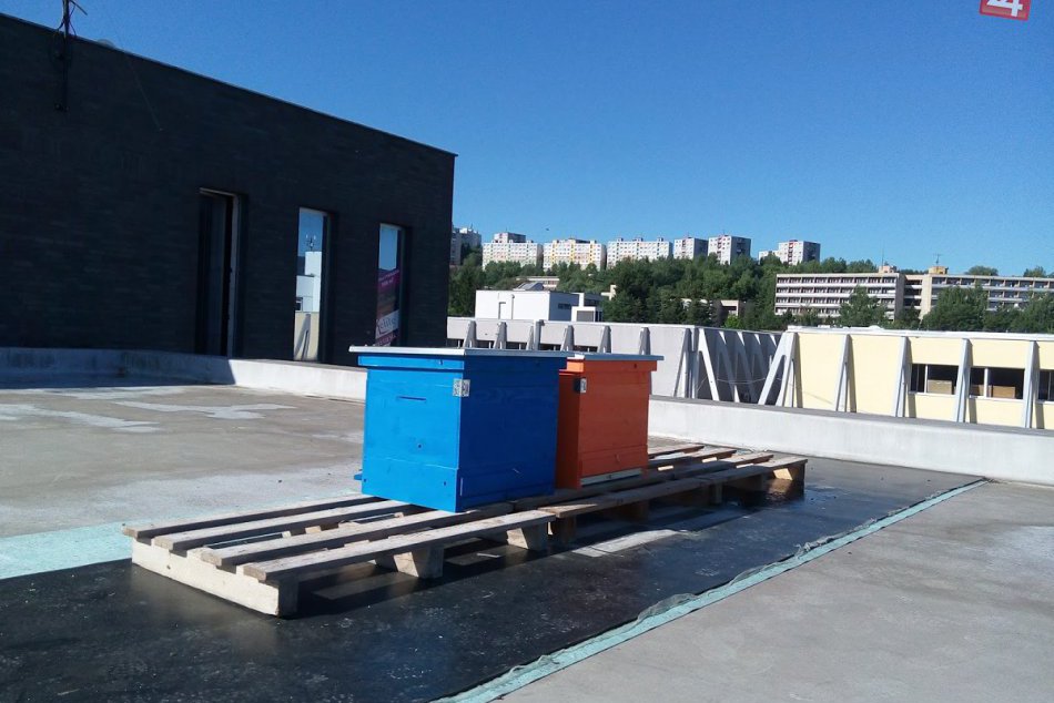 Včely v meste: Na streche Troch veží