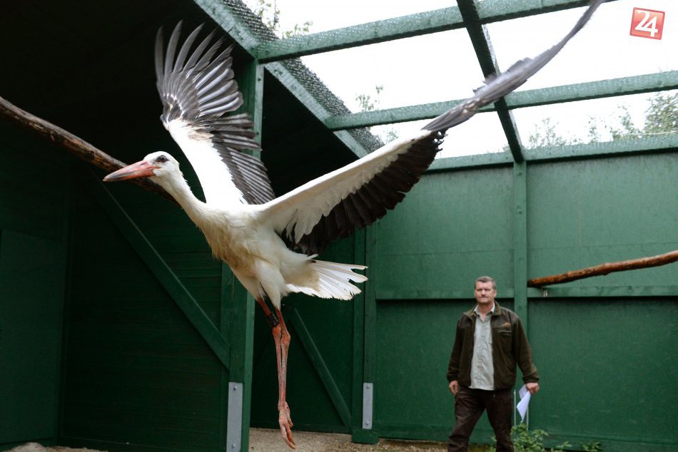 Zachránené bociany v Rozhanovciach