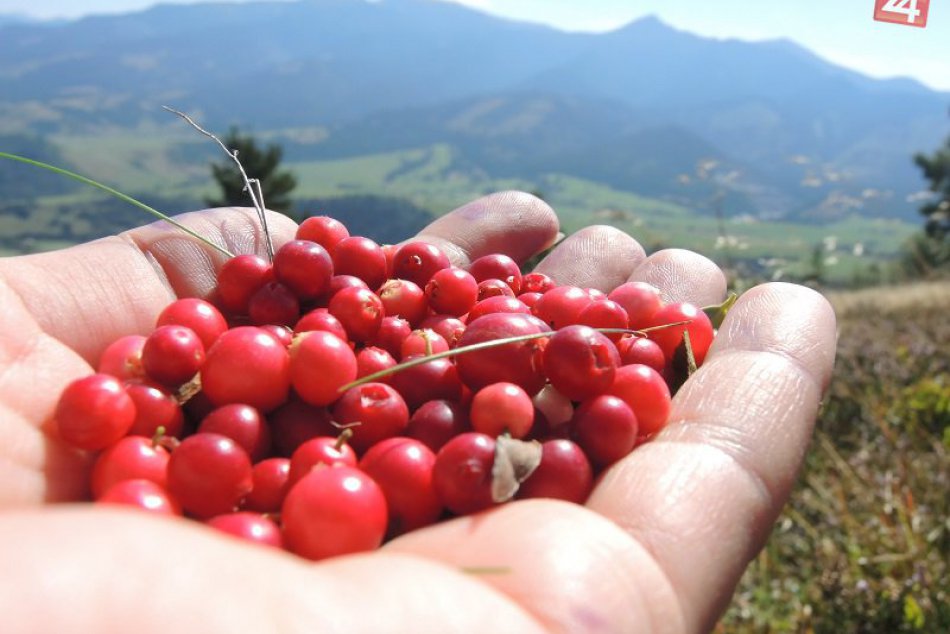 Bobule nabité vitamínmi. Liečia, pomáhajú chudnúť, sú mimoriadne chutné