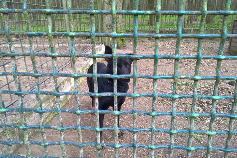 Túlavé zvieratá v meste