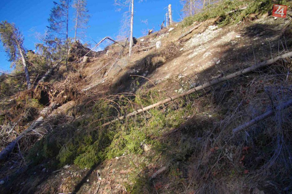 Lykožrút v Tatrách ničí živé stromy