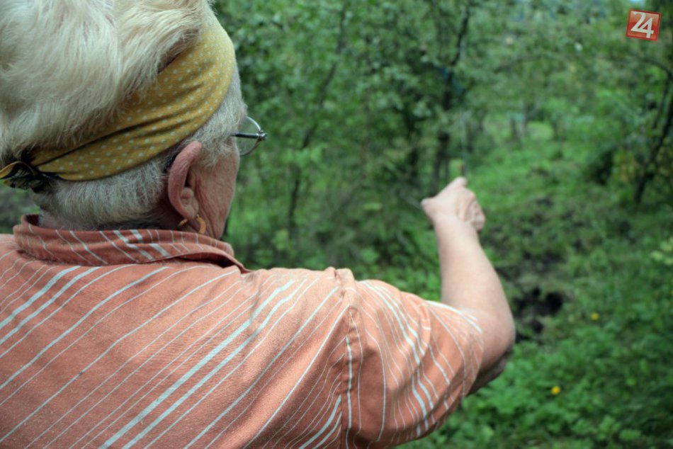 Z úrody spúšť: Diviaky úradujú v záhrade pani Márie pravidelne