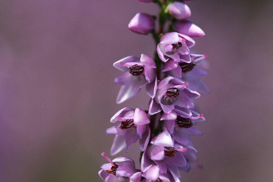 FOTO: Príroda už postupne stráca farby. Zoborské vrchy, ale kvitnú doružova