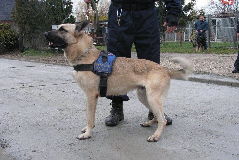 Policajní kynológovia