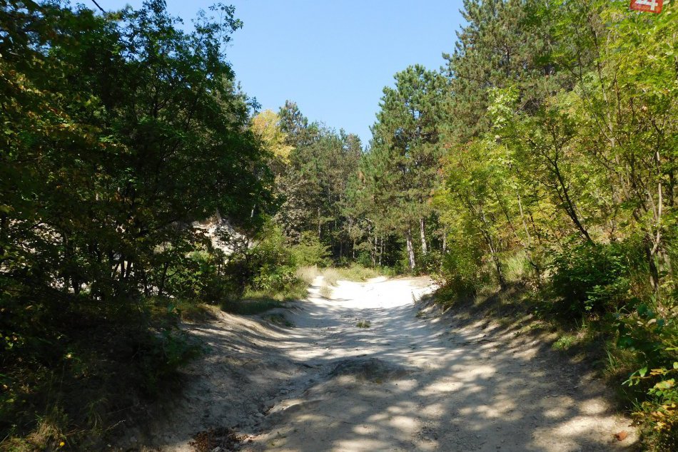 OBRAZOM: Viete o nich? Takéto lákavé lesy môžete nájsť v okolí Trnavy! 