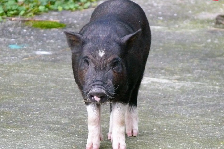 Prasiatko na Miletičke