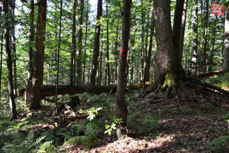 FOTO:Unikátny prales len pár kilometrov od Brezna