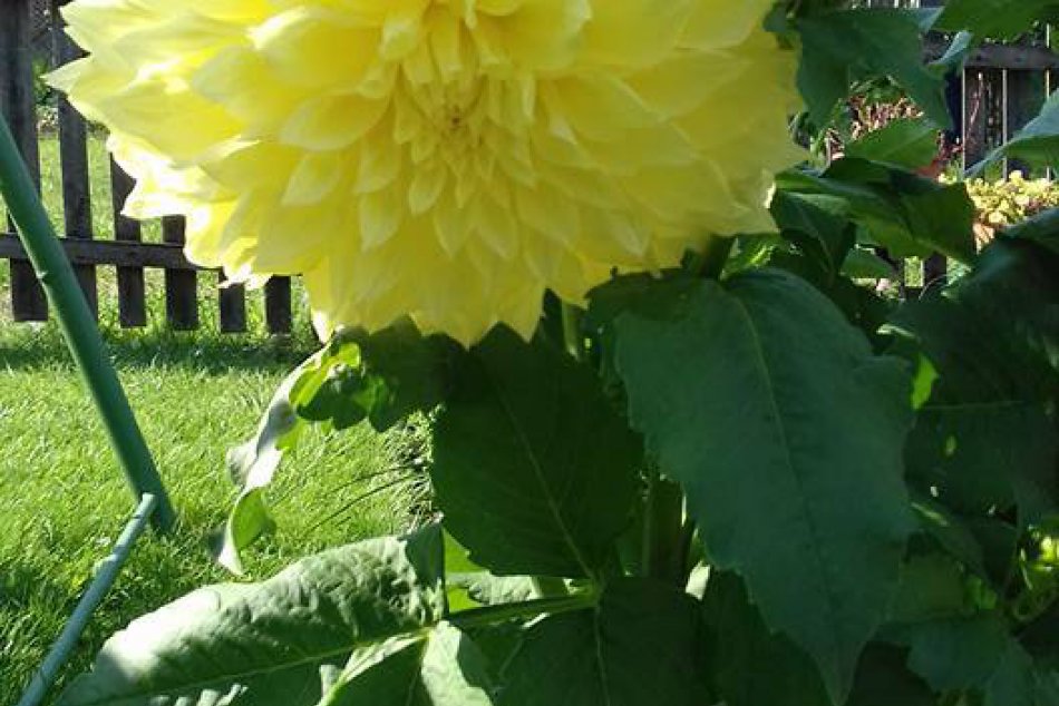 Krása v záhrade Novovešťanky: Mega georgína púta svojimi rozmermi