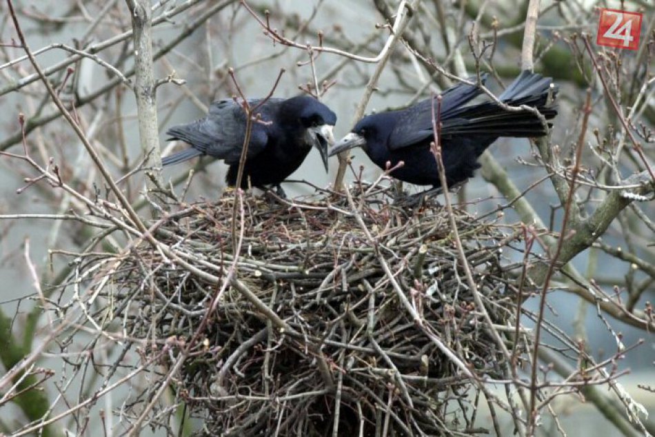 Vrany, havrany, kavky