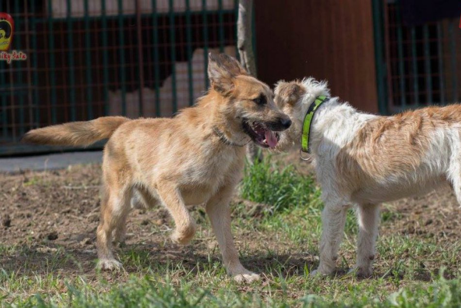 O štvornohých priateľov bez domova je postarané: Dočasnú ochranu im poskytne psí