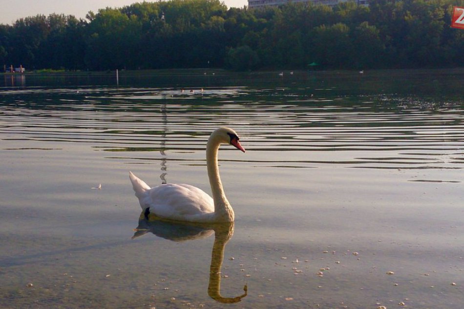 Bratislavské labute a kačky